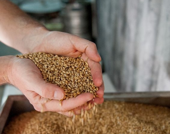 Hände halten Gerstenkörner über eine große Malzschale in einer Brauerei.